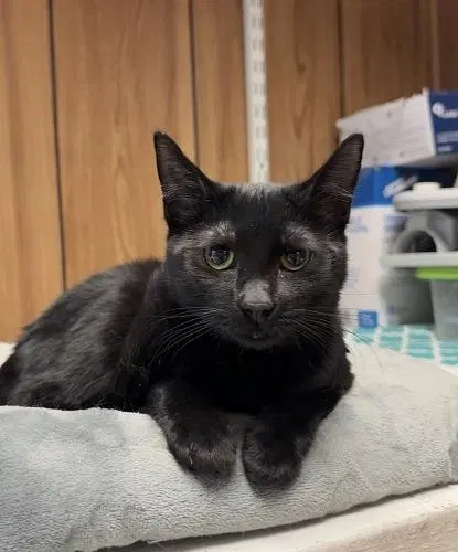 Cat, a young female Maine Coon cat up for adoption