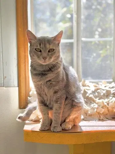 Mom Cat, a young female Dilute Tortoiseshell cat up for adoption