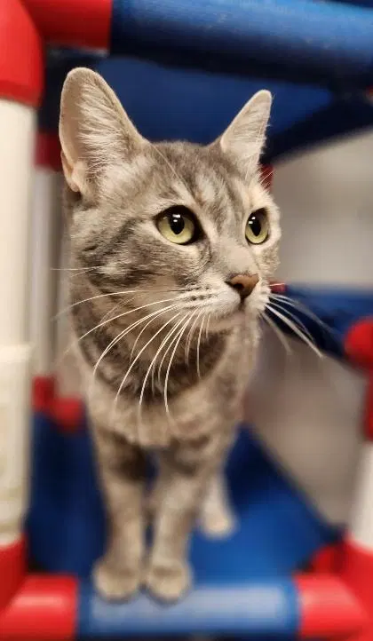 Mom Cat, photo 2