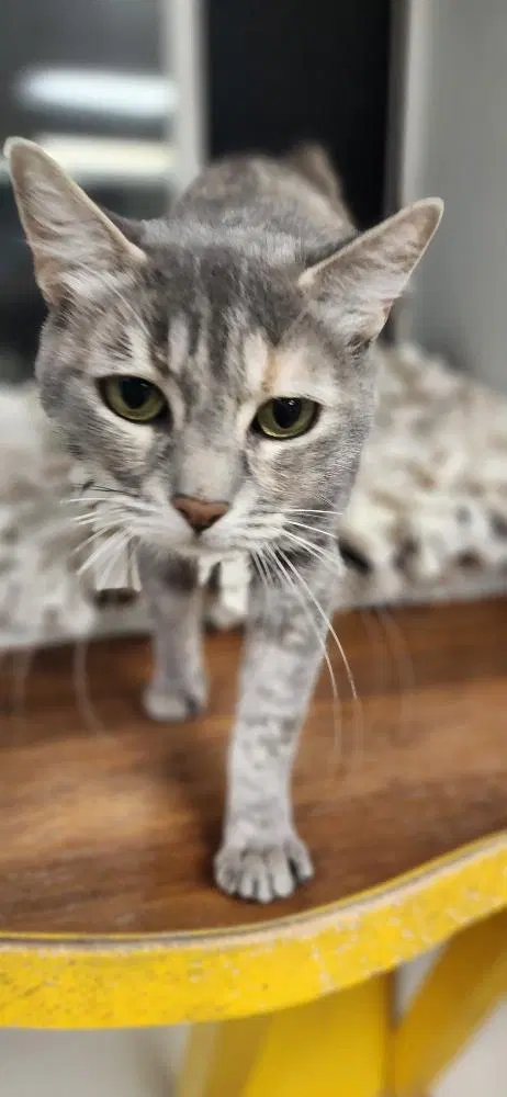 Mom Cat, photo 3