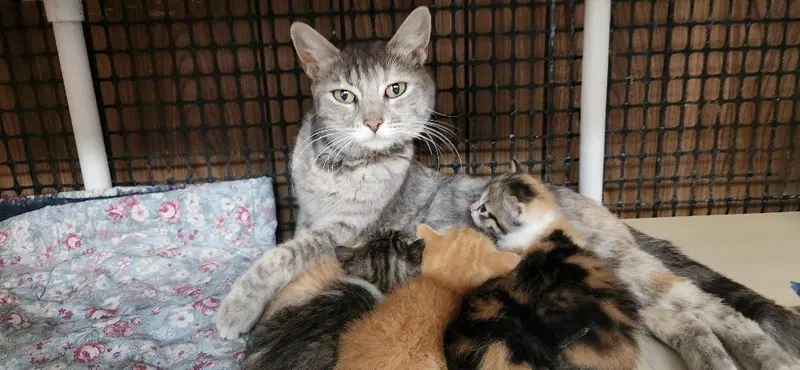 Mom Cat, photo 4