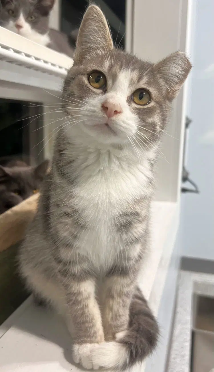 Vroom Kaboom, a male kitten up for adoption