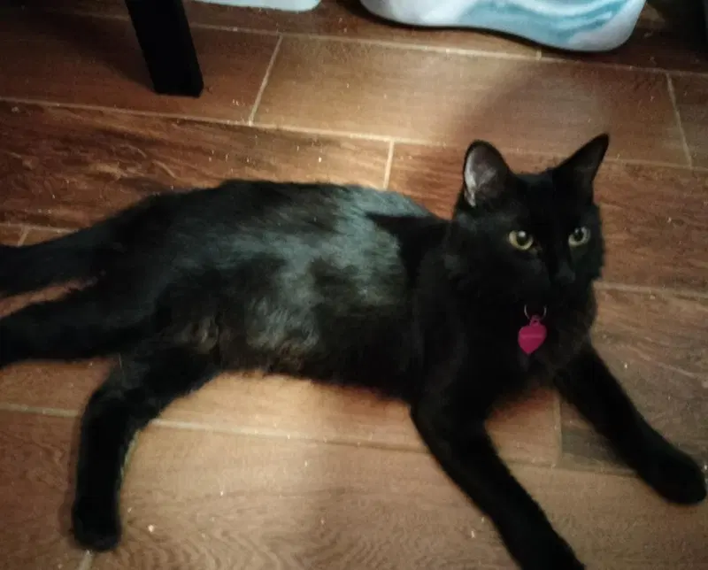 Cresent Viazi, an adult female cat up for adoption