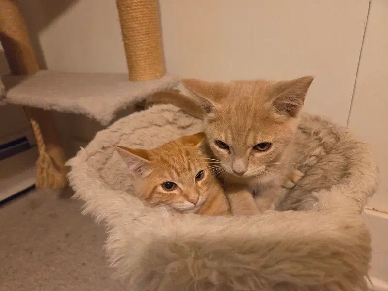Fred and George, male Tabby kittens up for adoption