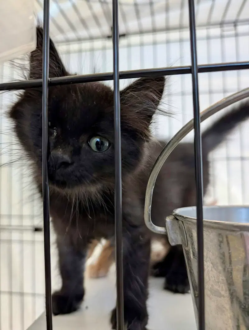 Apple, a female kitten up for adoption