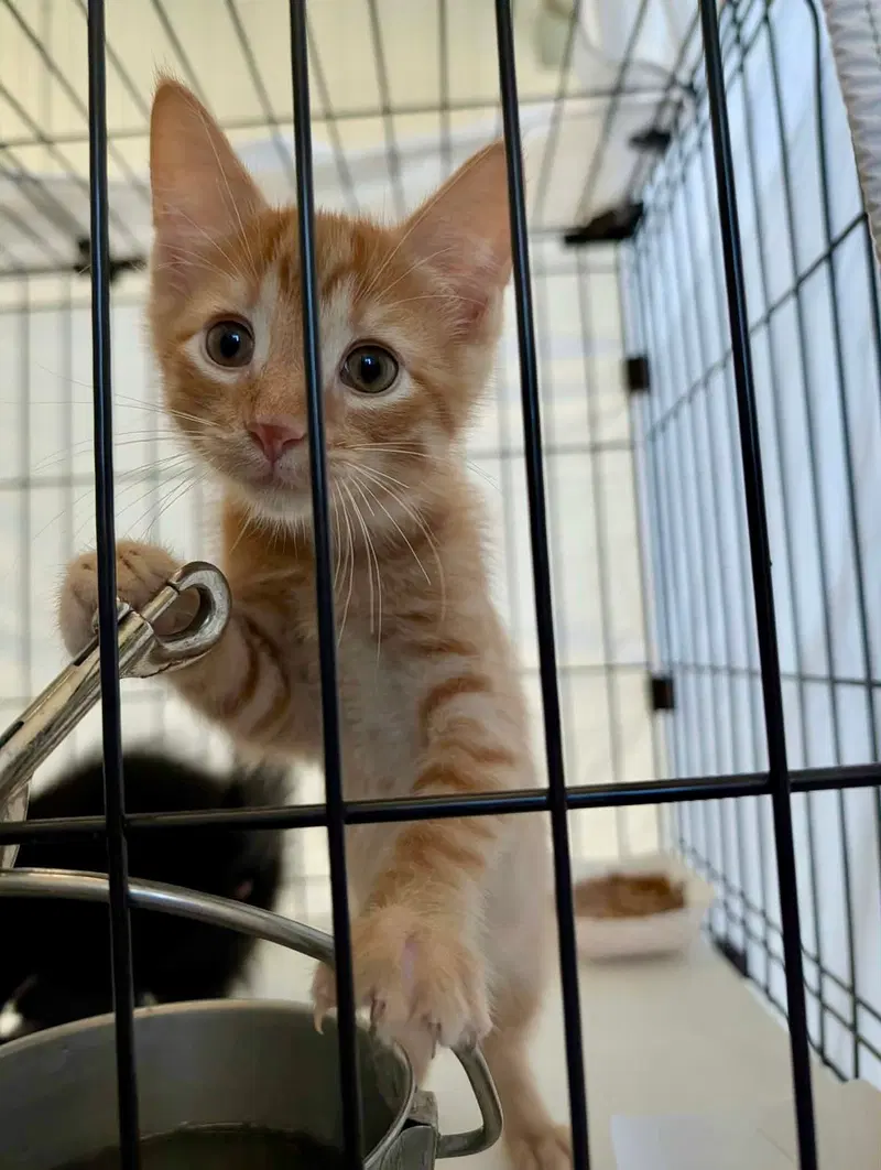 Tangelo, a male kitten up for adoption