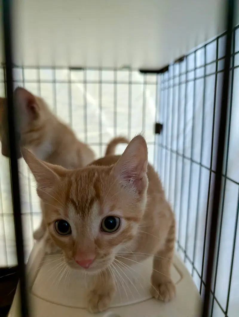 Cara Cara, a female kitten up for adoption