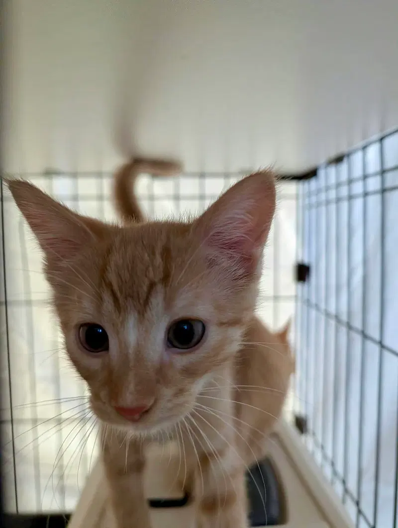 Clementine, a male kitten up for adoption