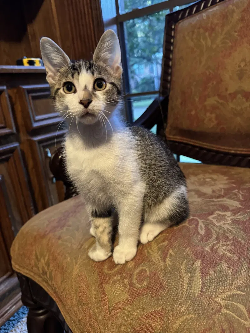 Icarus, a male kitten up for adoption