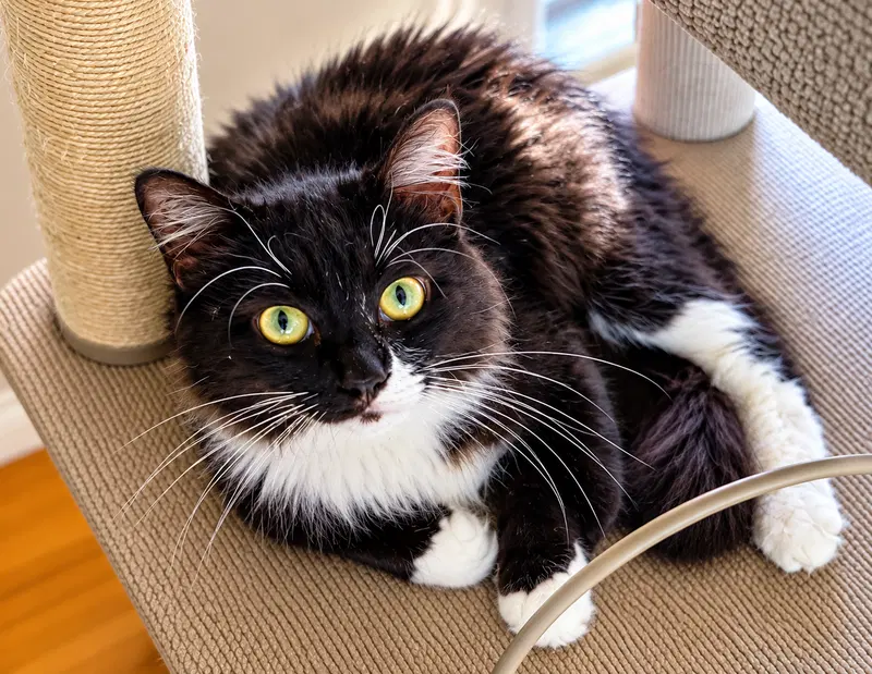 Mister, an adult male Siberian cat up for adoption
