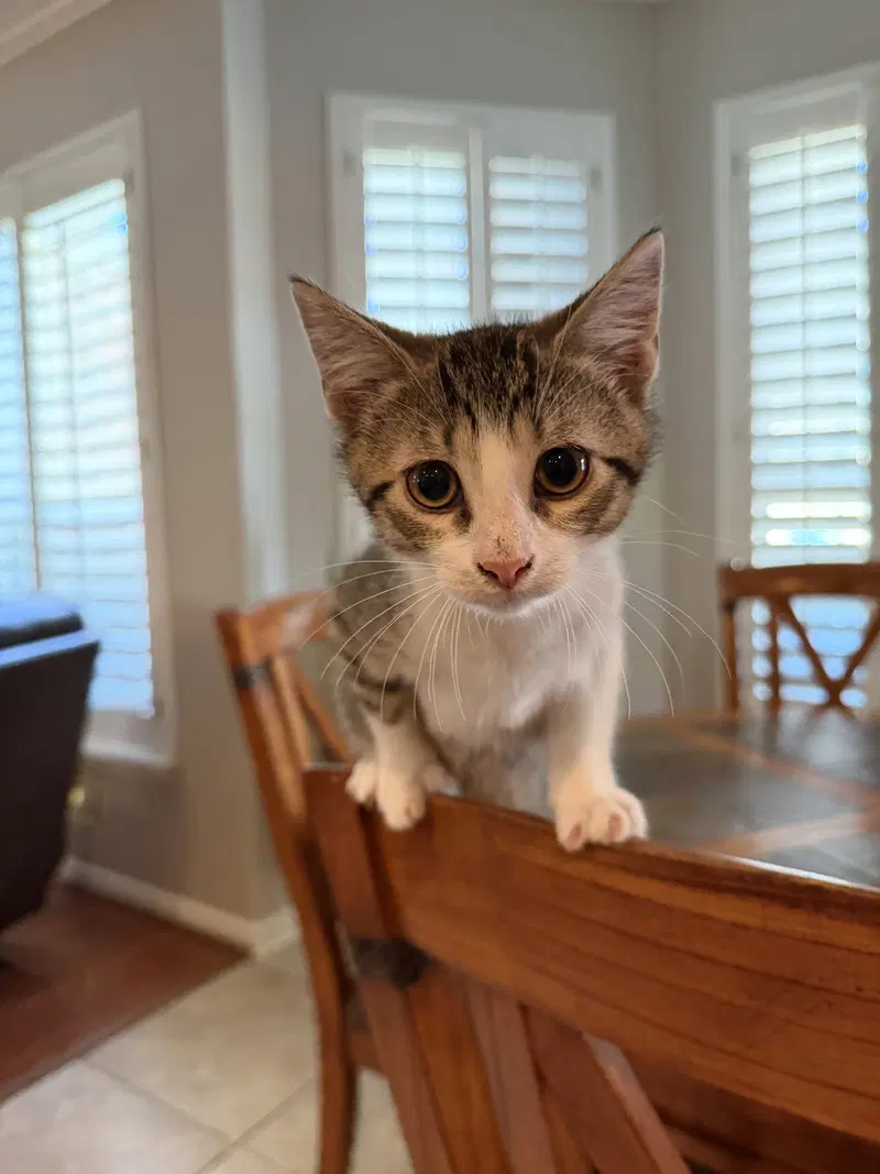 Idhant, a male kitten up for adoption