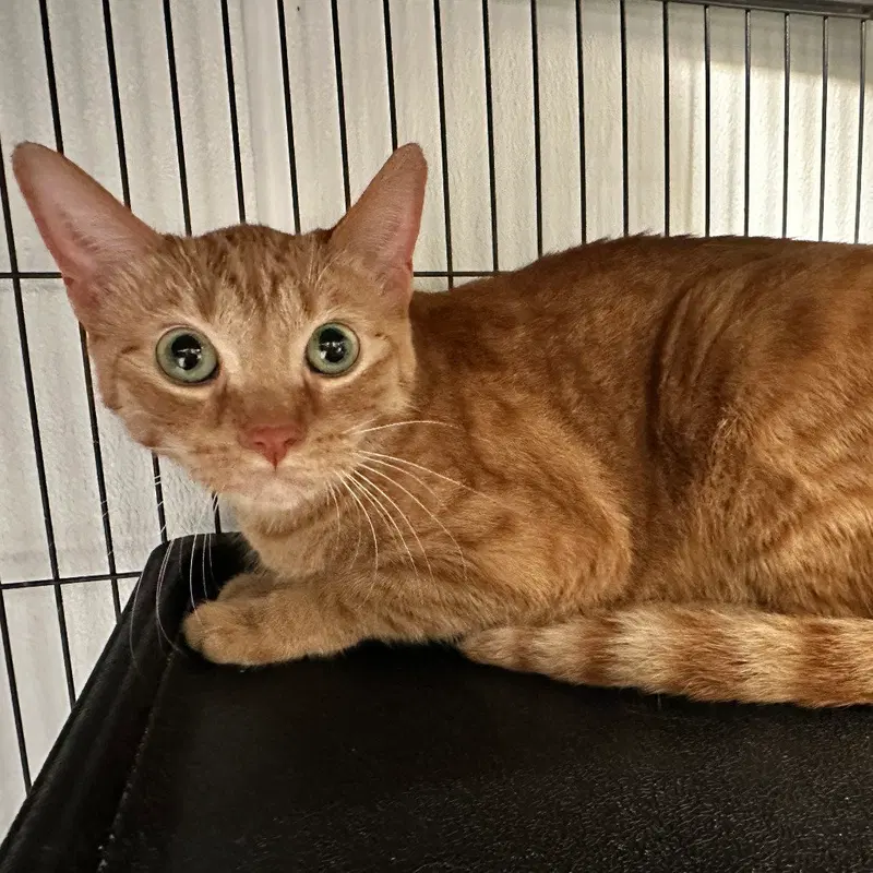 Santana, a young female cat up for adoption