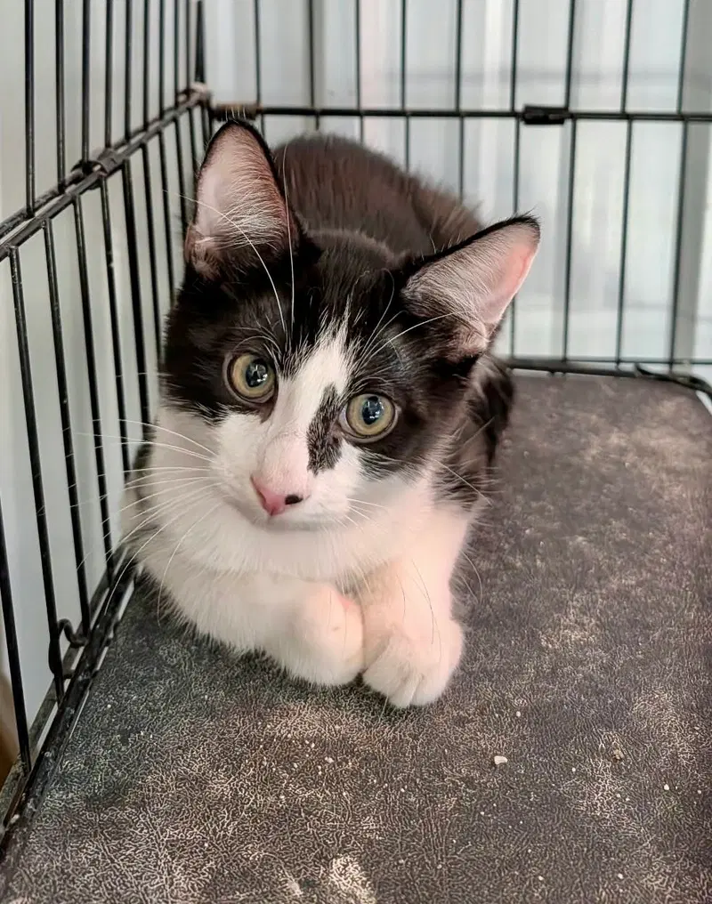 Irwin, a male kitten up for adoption