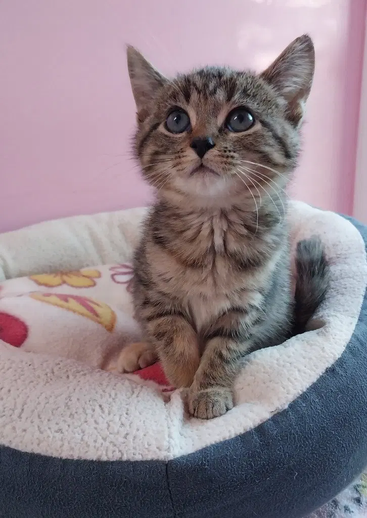 Kettlecorn IN FOSTER, a female kitten up for adoption