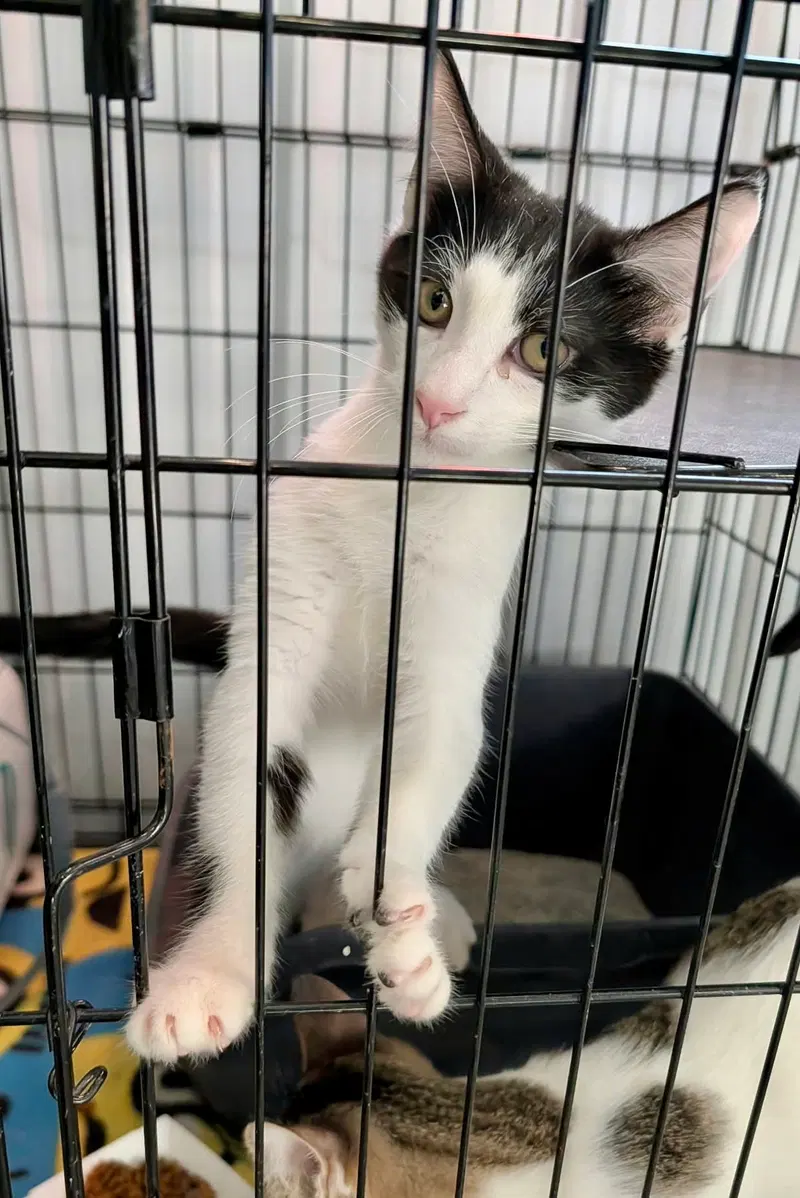 Tommy Atkins, a male kitten up for adoption