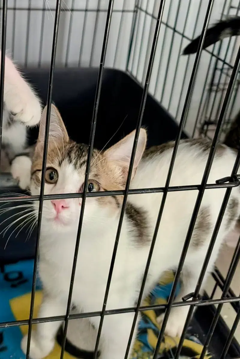 Haden, a male kitten up for adoption