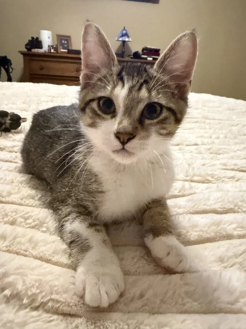 Isildur, a male kitten up for adoption