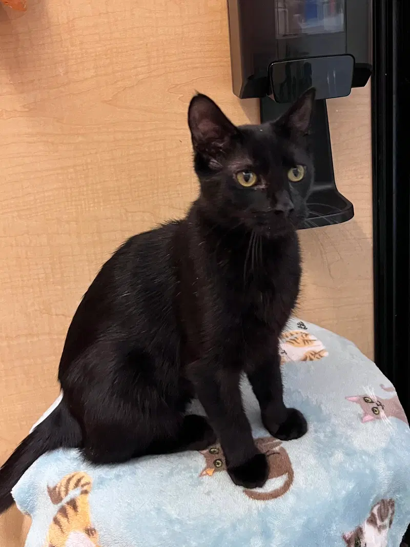 Dolly, a female cat up for adoption