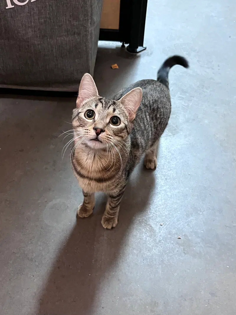Izzy, a female cat up for adoption