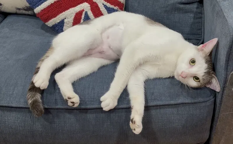 Lovely Lola, a young female Turkish Van cat up for adoption
