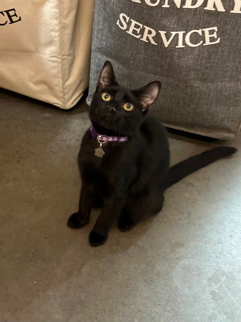 Jolene, a female cat up for adoption