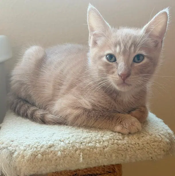 Prescott, a male Tabby kitten up for adoption