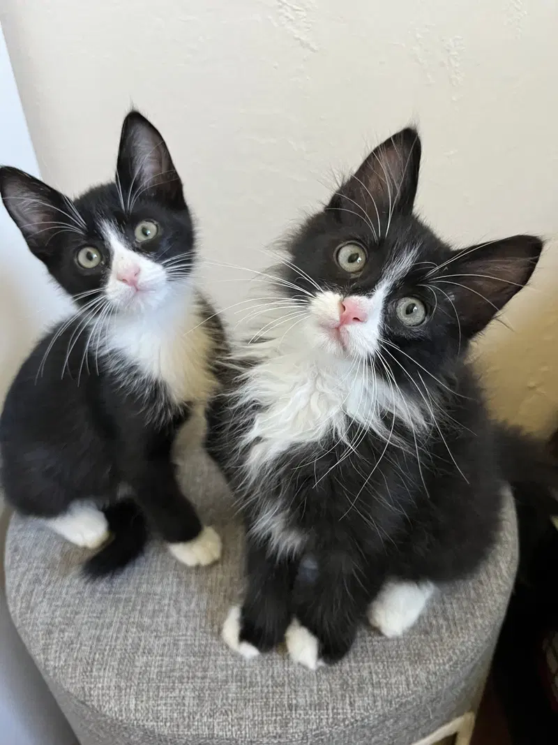 Pio, Paul, Peter, a male Tuxedo kitten up for adoption
