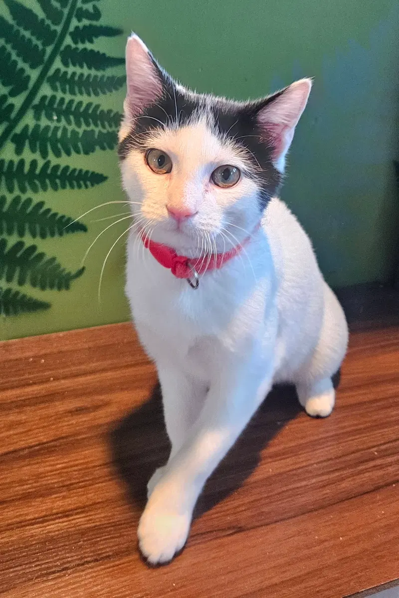 Paeonia, a female kitten up for adoption