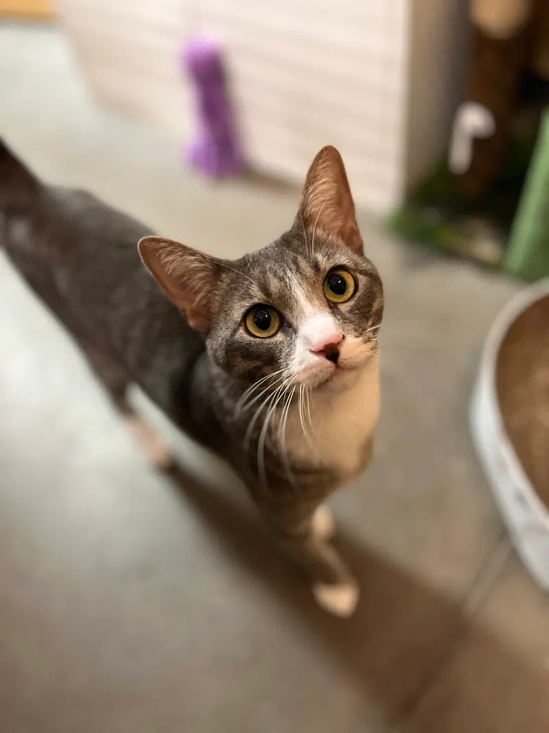 Ranger, a male cat up for adoption