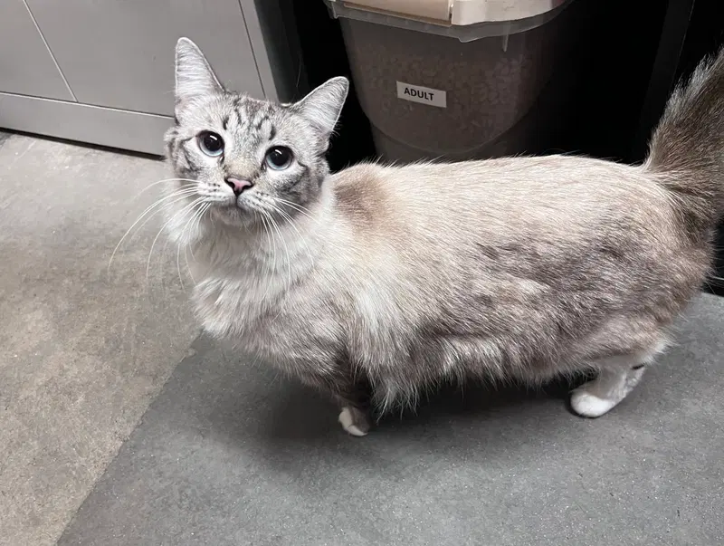 Spritz, a female Siamese cat up for adoption