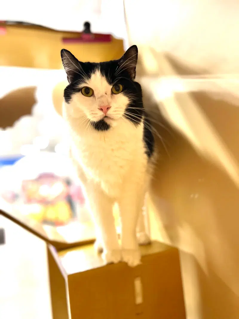 Nipsy Jr, a male cat up for adoption