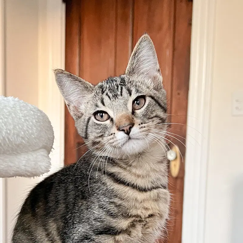Edward Scissorpaws, a male Tabby kitten up for adoption