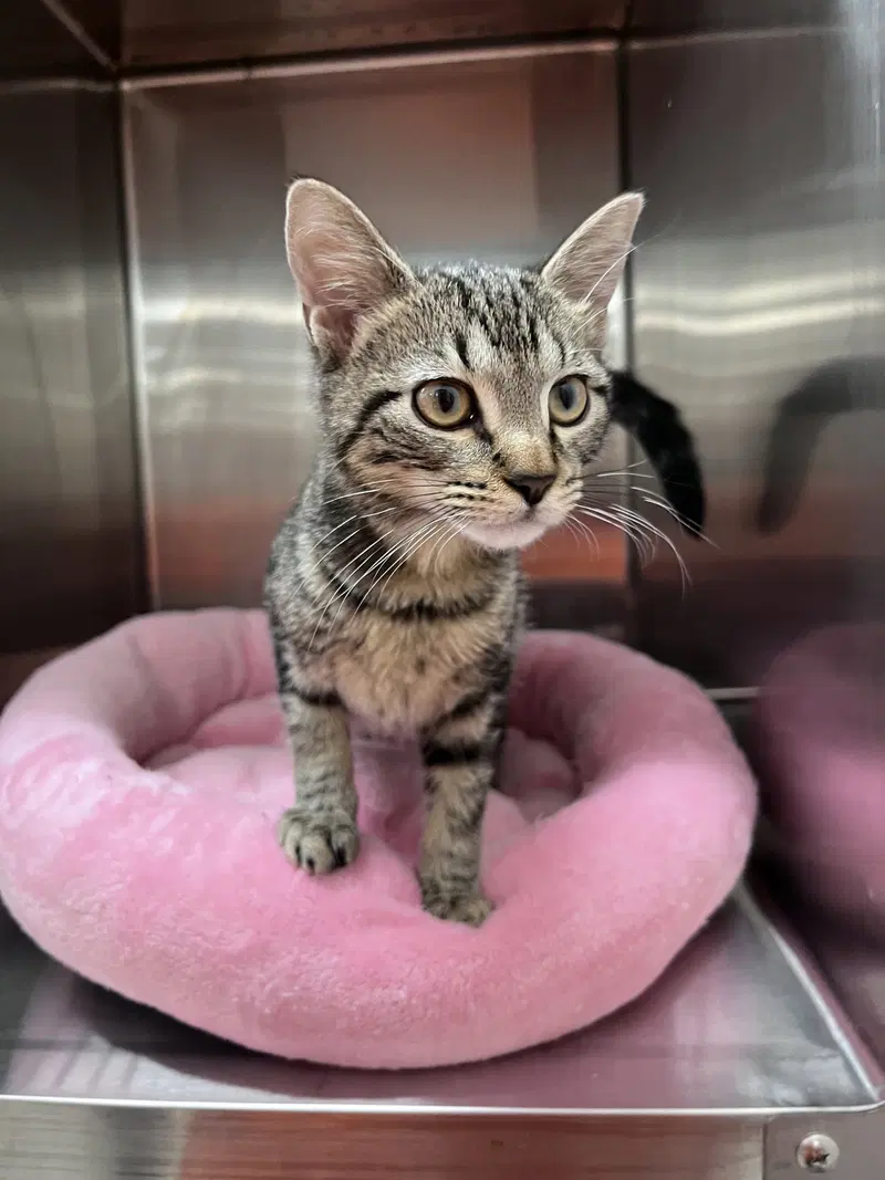 Zuzu, a female cat up for adoption