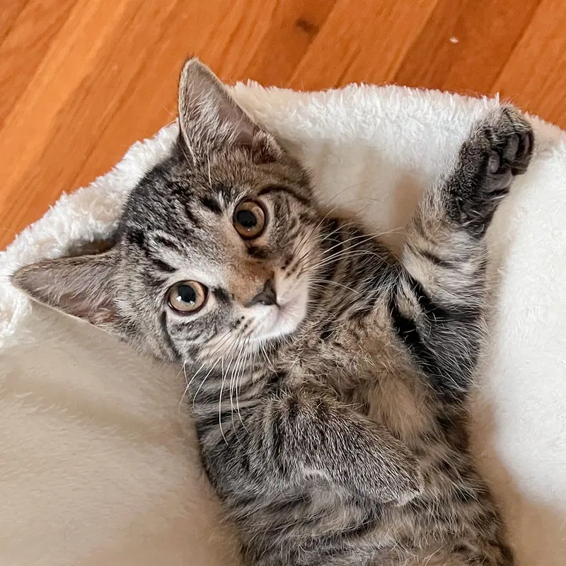 Thimbelina, a female Tabby kitten up for adoption