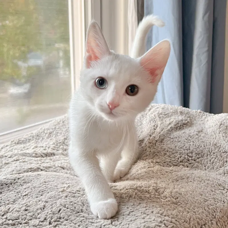 Button, a female kitten up for adoption