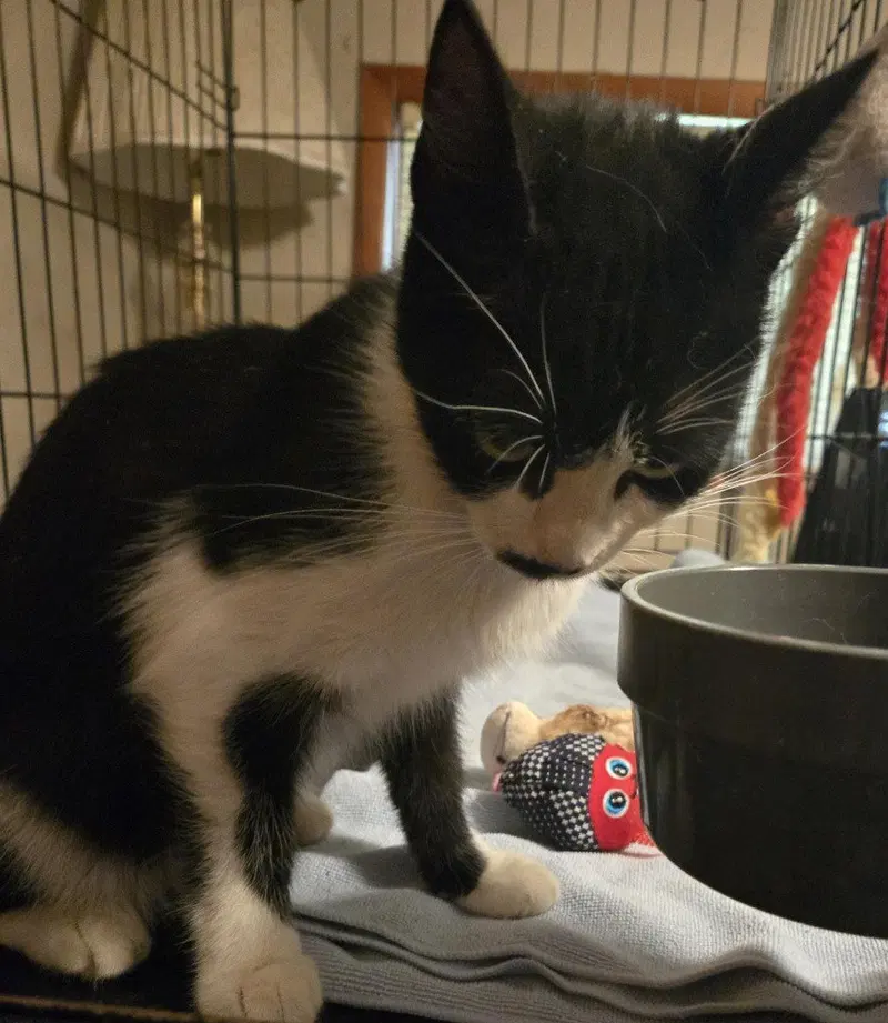 Sassy, a young female cat up for adoption