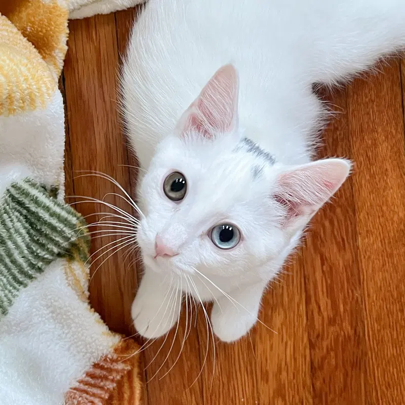 Bobbin, a female kitten up for adoption