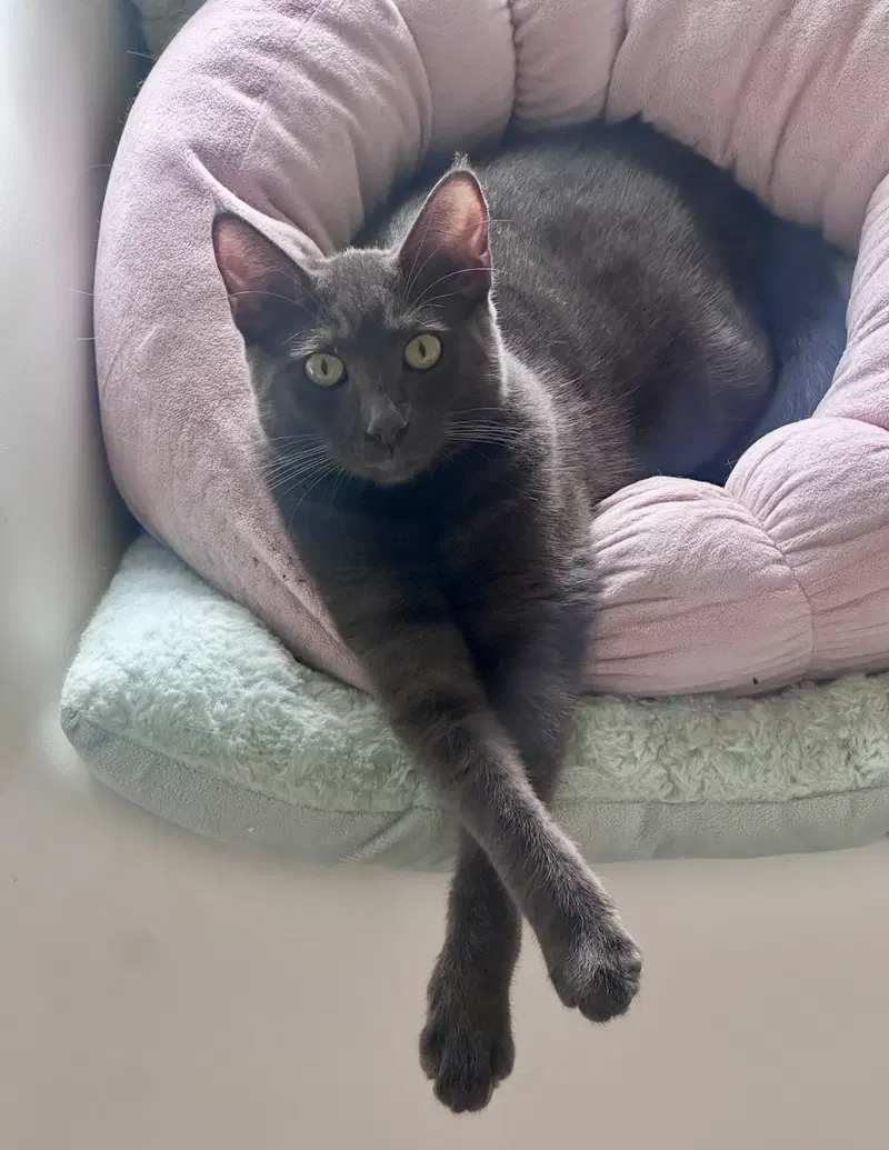 Luna, a young female Russian Blue cat up for adoption