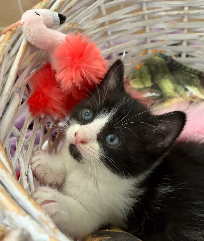 Harriet, a young female American Shorthair cat up for adoption