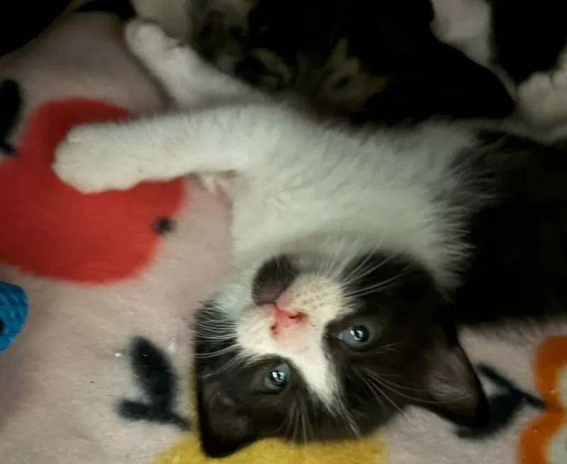 Harriet, photo 4