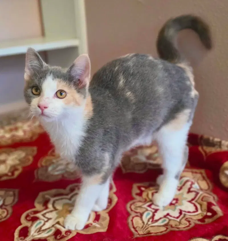 Alice, a female Calico kitten up for adoption