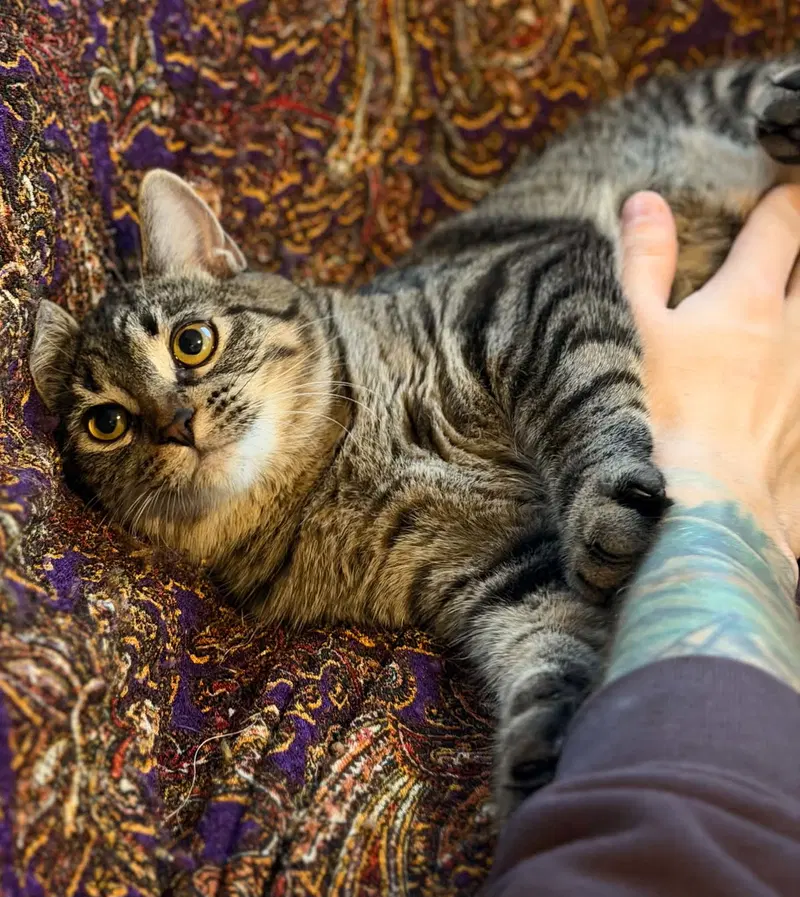 Temperance, a female Tabby kitten up for adoption