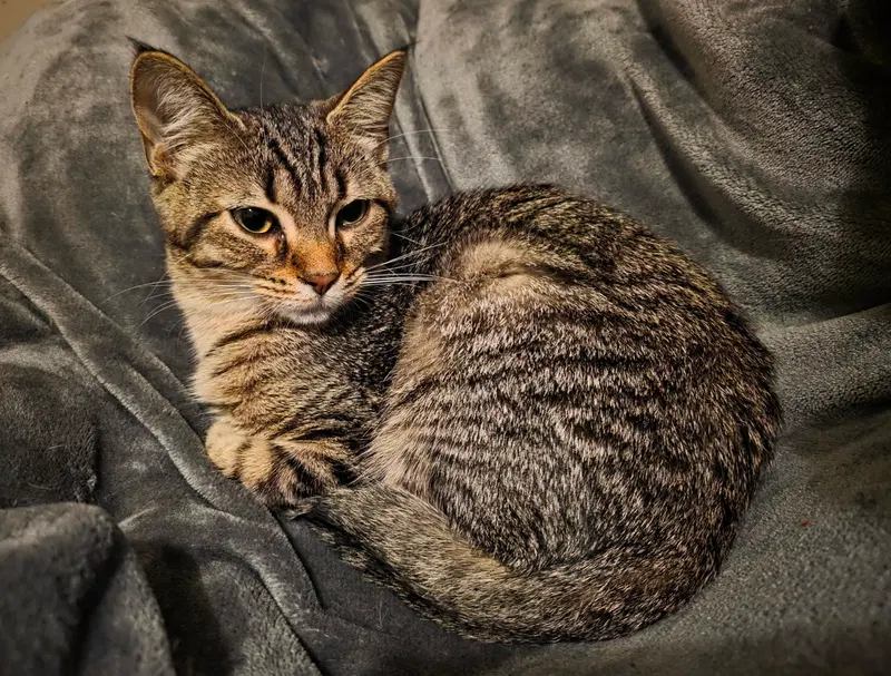 C333 Litter Doja, a young female cat up for adoption