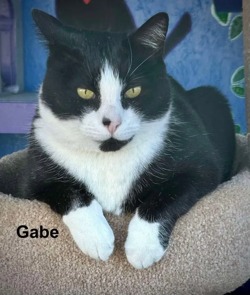 Gabe, an adult male Tuxedo cat up for adoption