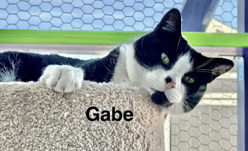 Gabe, photo 2