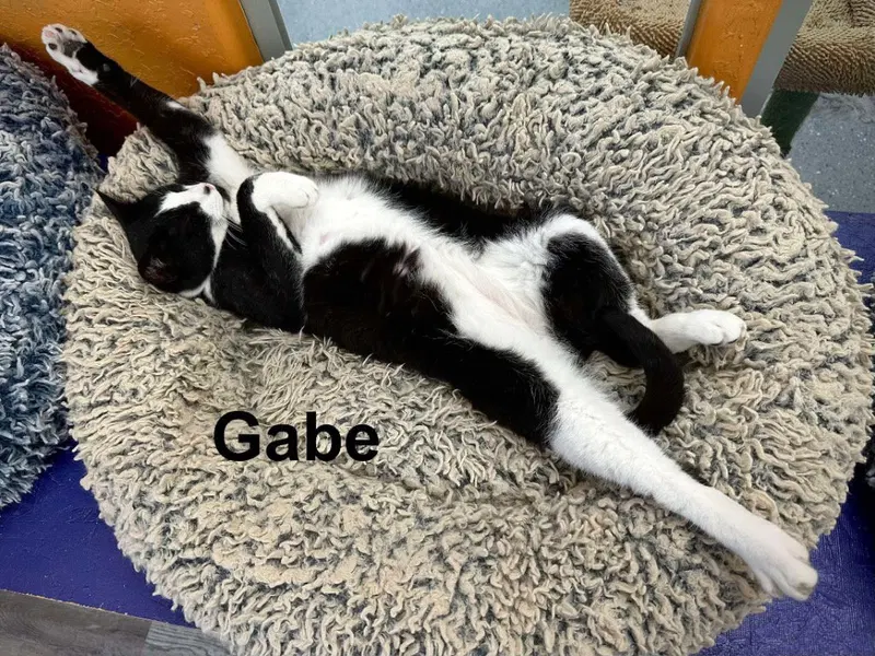 Gabe, photo 3