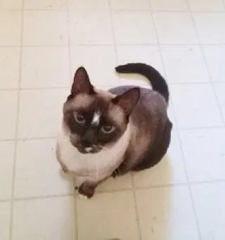 Sammy, an adult female Siamese cat up for adoption