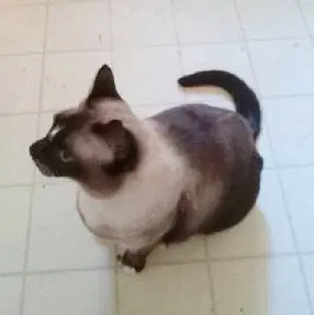 Sammy, photo 2