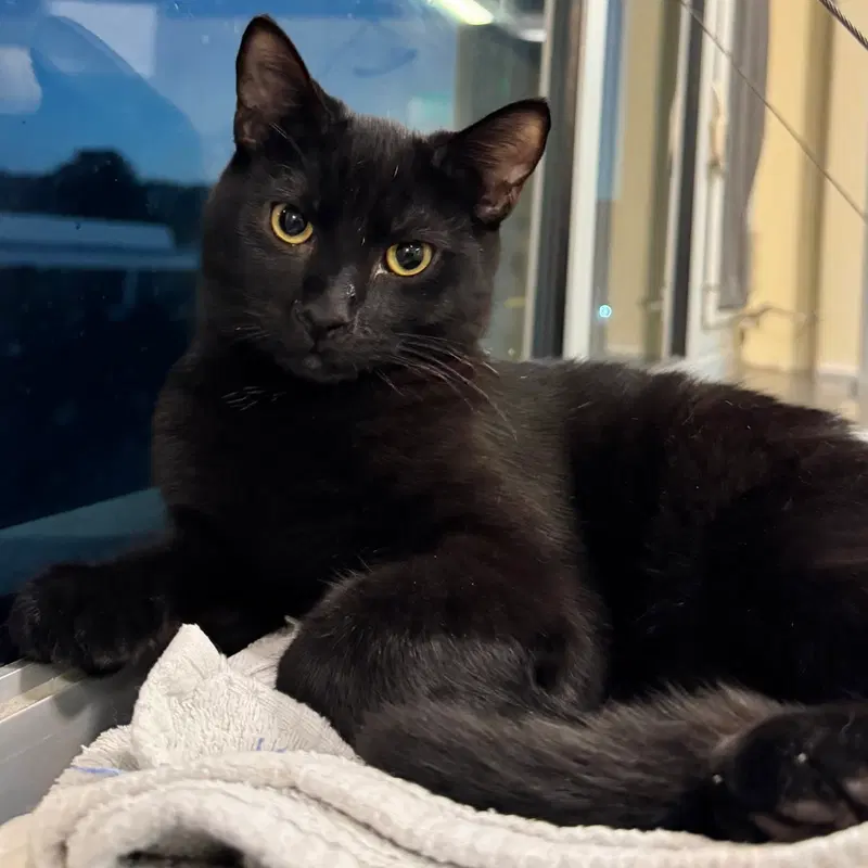 Albert, a young male cat up for adoption