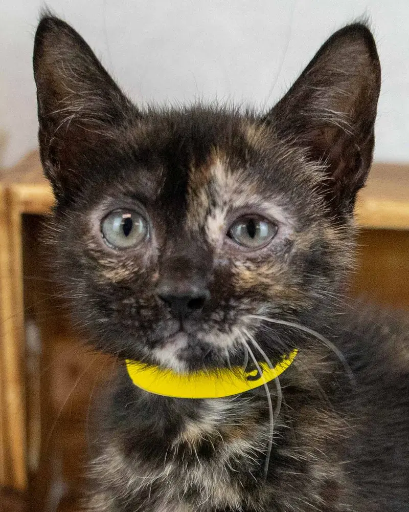 Susan, a female kitten up for adoption